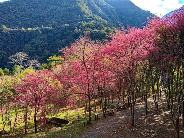 八仙山國家森林遊樂區櫻花粉嫩綻放中。