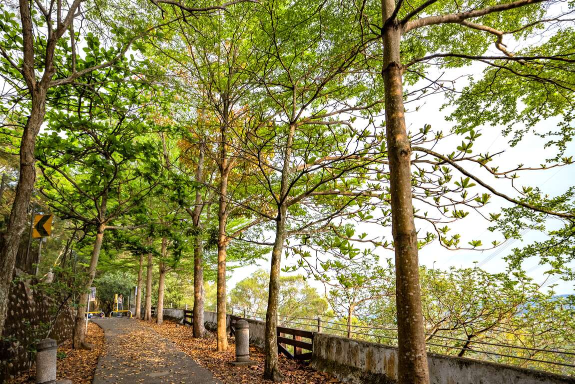 長青自行車道樹木