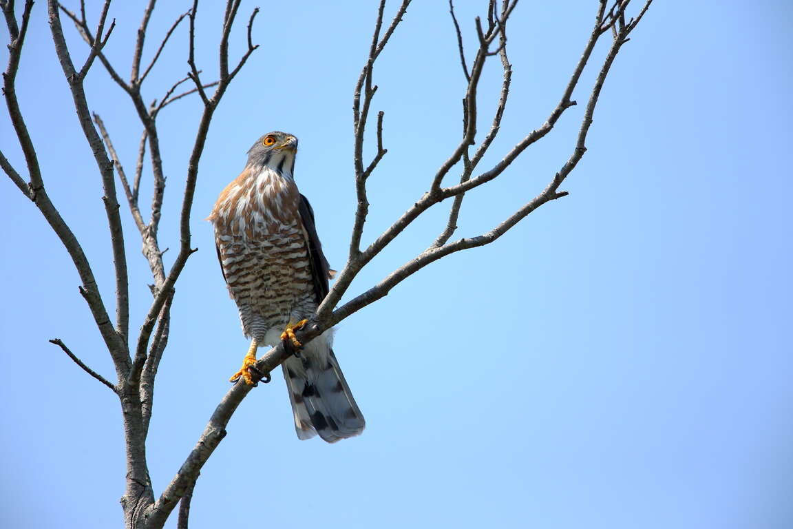 鳥類在樹上