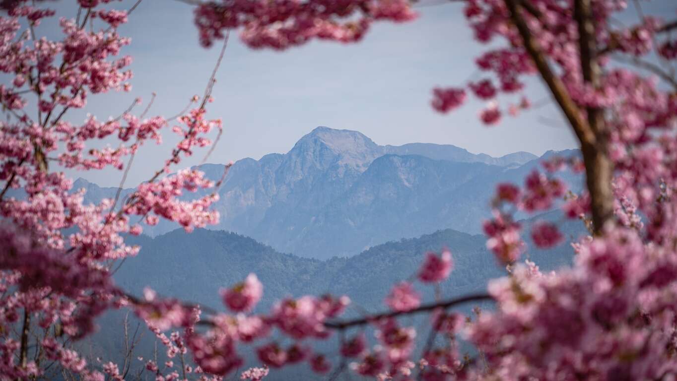 梨山櫻花景色