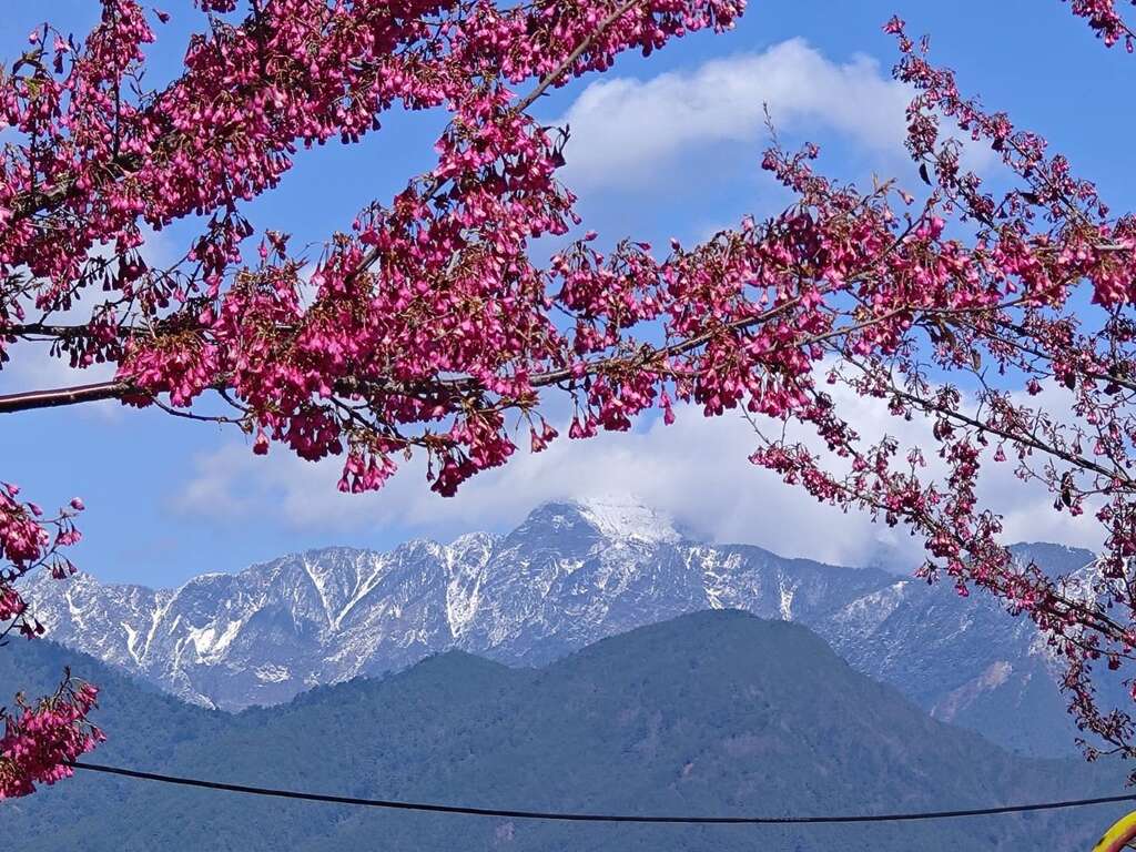 梨山櫻花與山