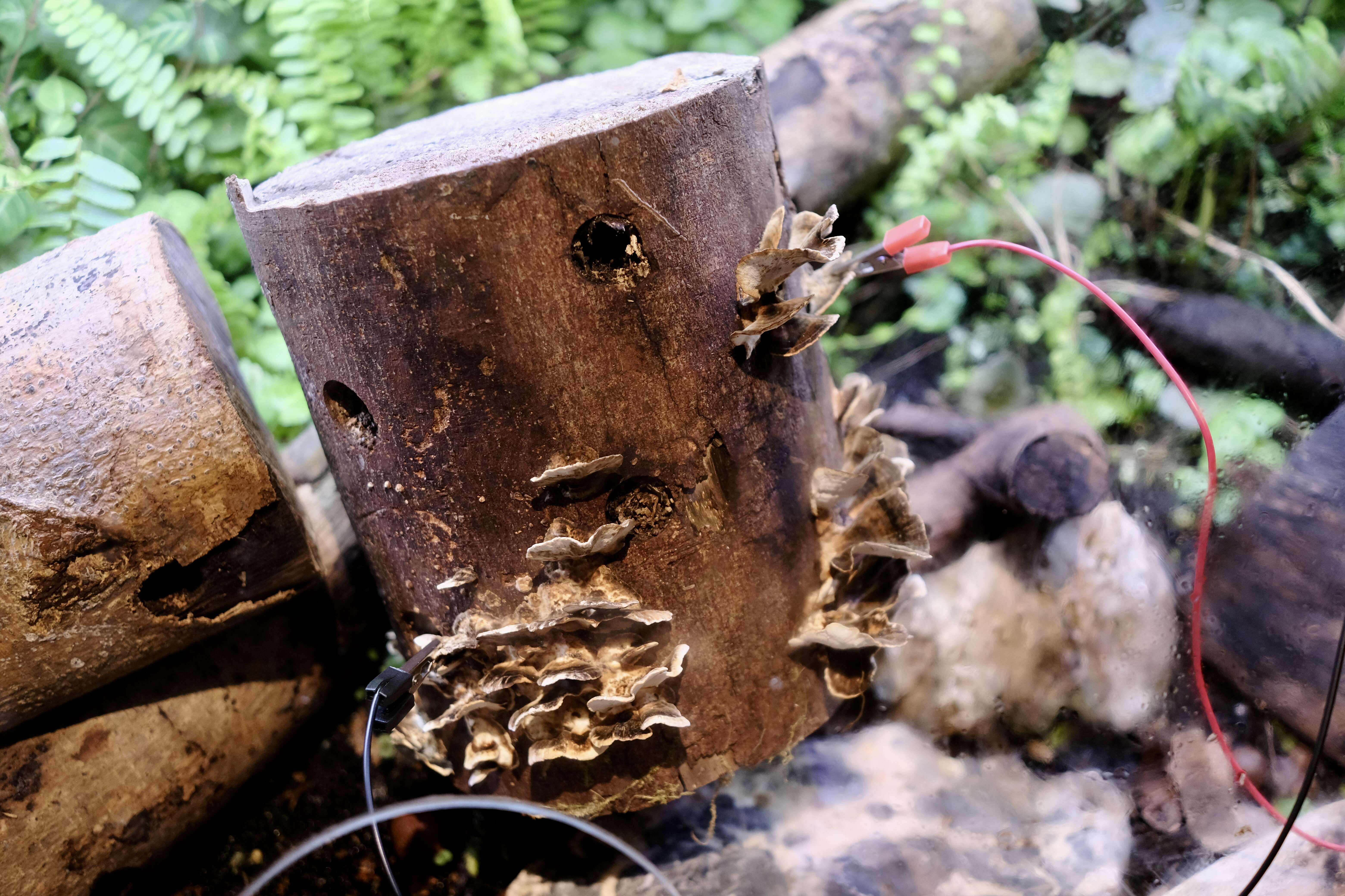 館內的PlantWave設備將菇類微弱的電流變化轉換成美妙樂音