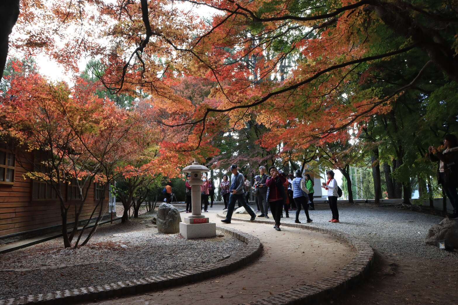 5.福壽山農場登百大亮點，松廬掌葉楓正逐漸轉紅，全區彷彿走進日系濃秋畫境