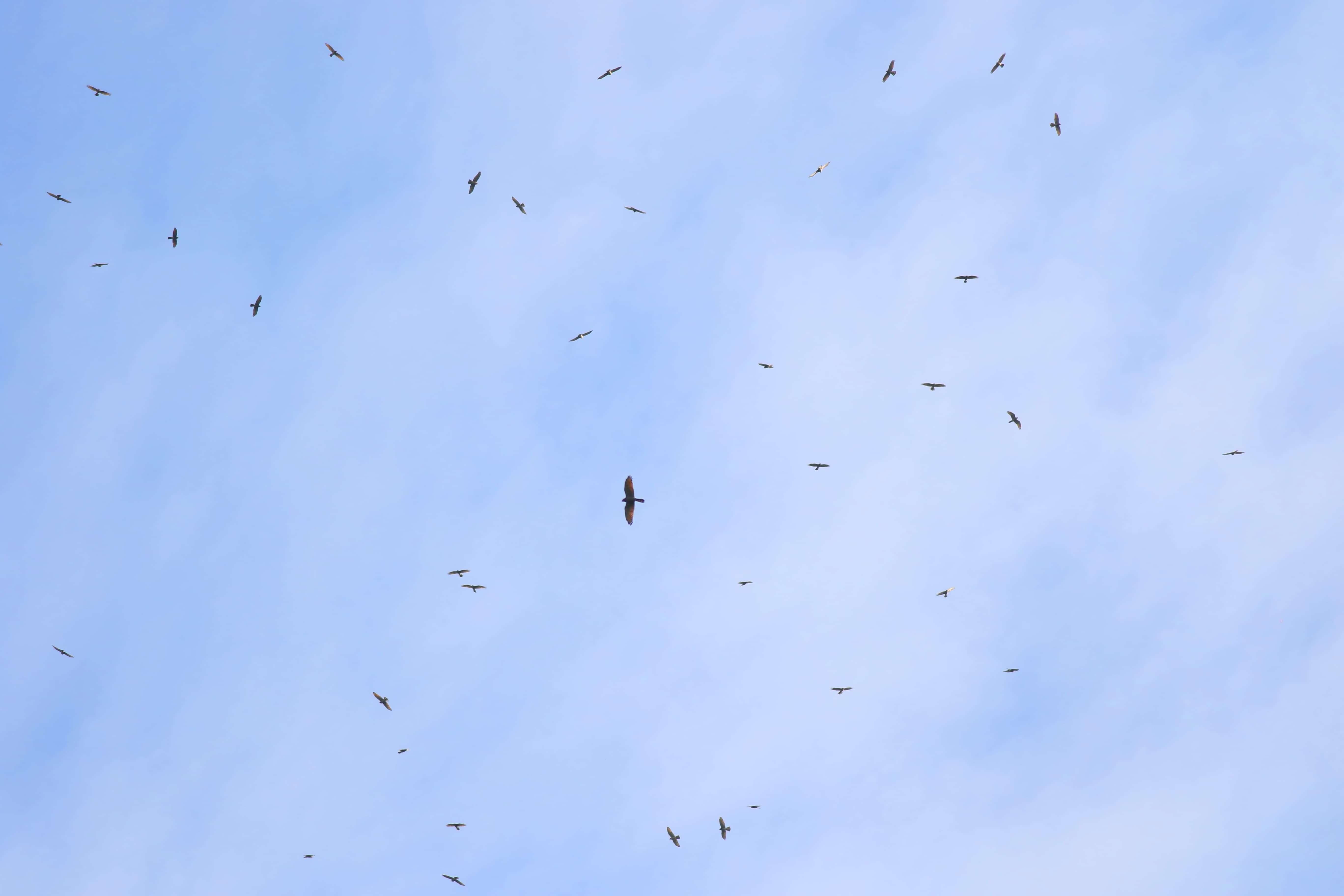 灰面鵟鷹天空翱翔 (1)