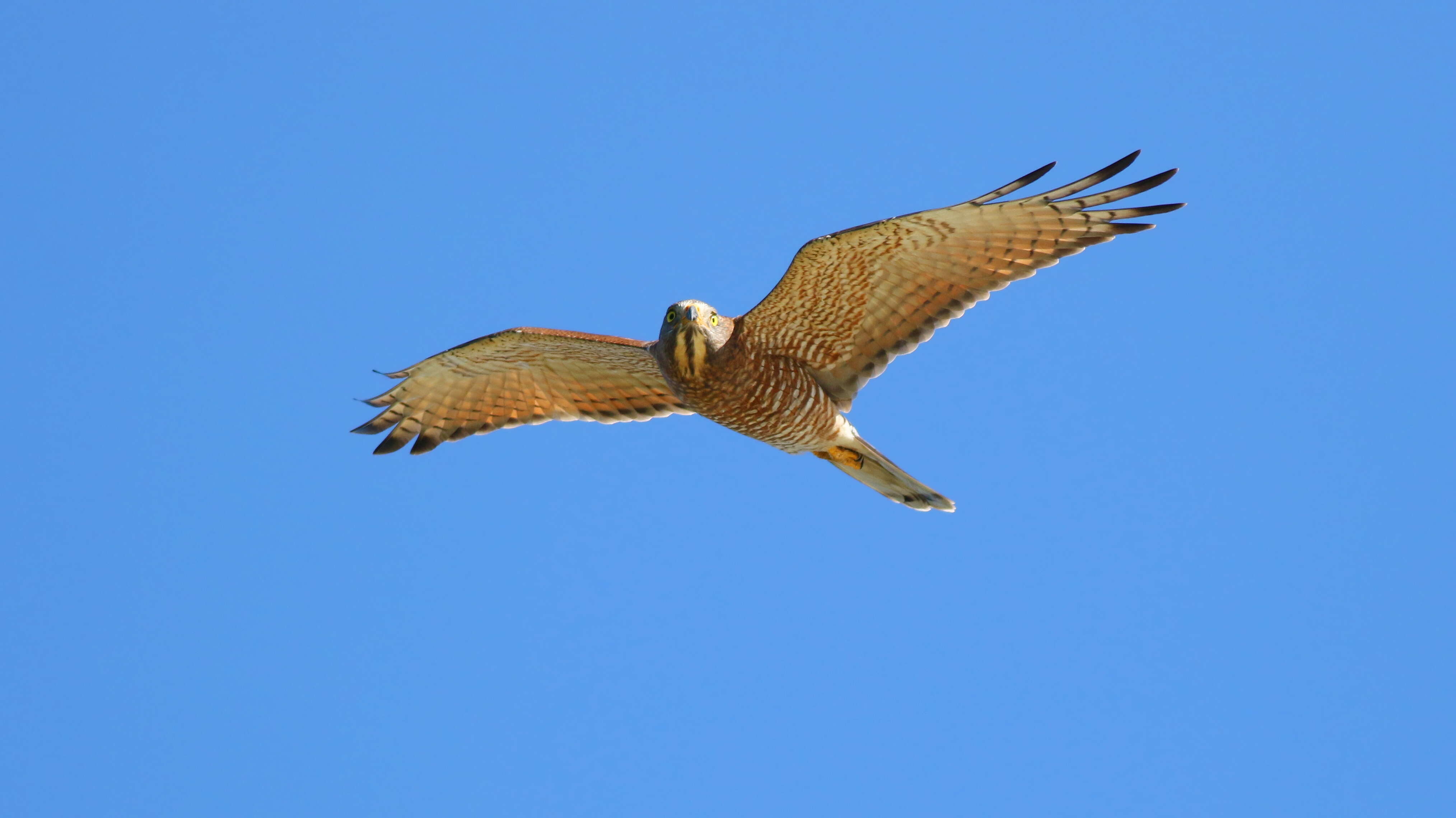 2025八卦山鷹ウォッチング祭り 彰化南投共同でエコツーリズム－八卦山