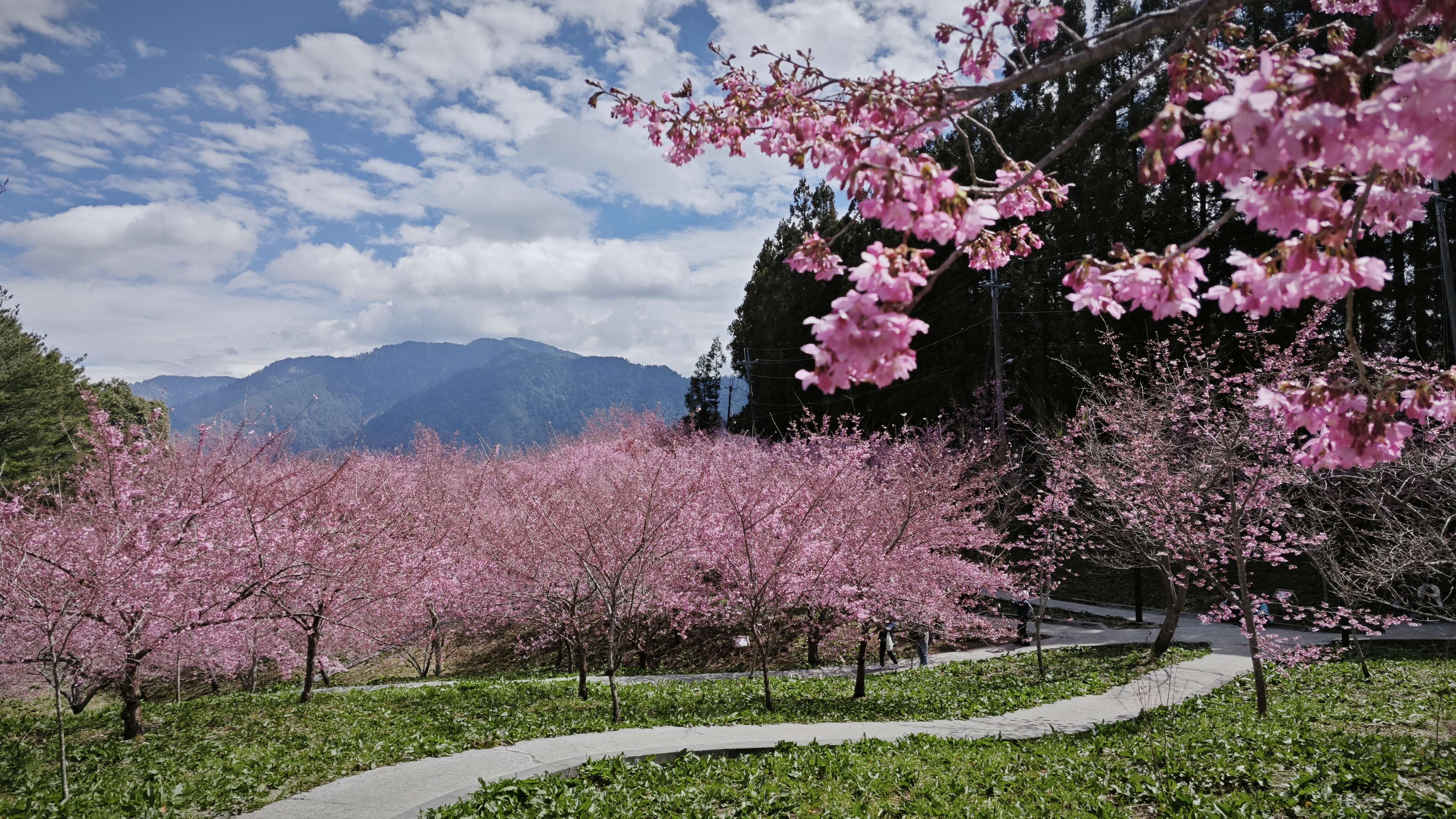 Cherry Blossoms Garden Park