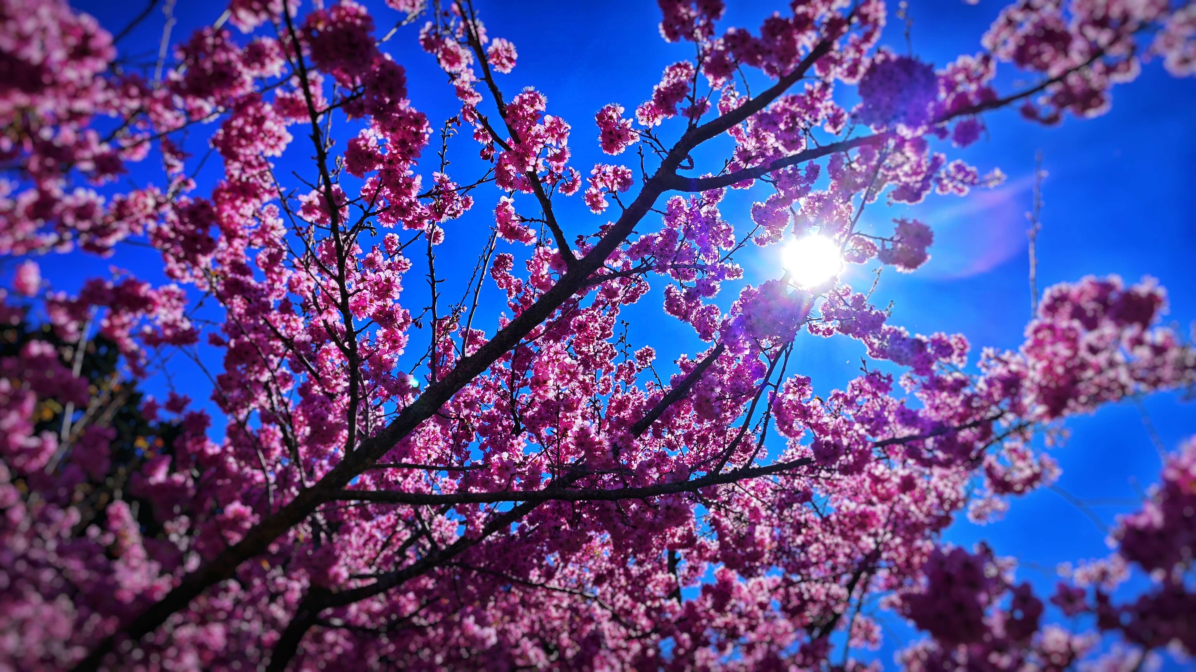 千桜園