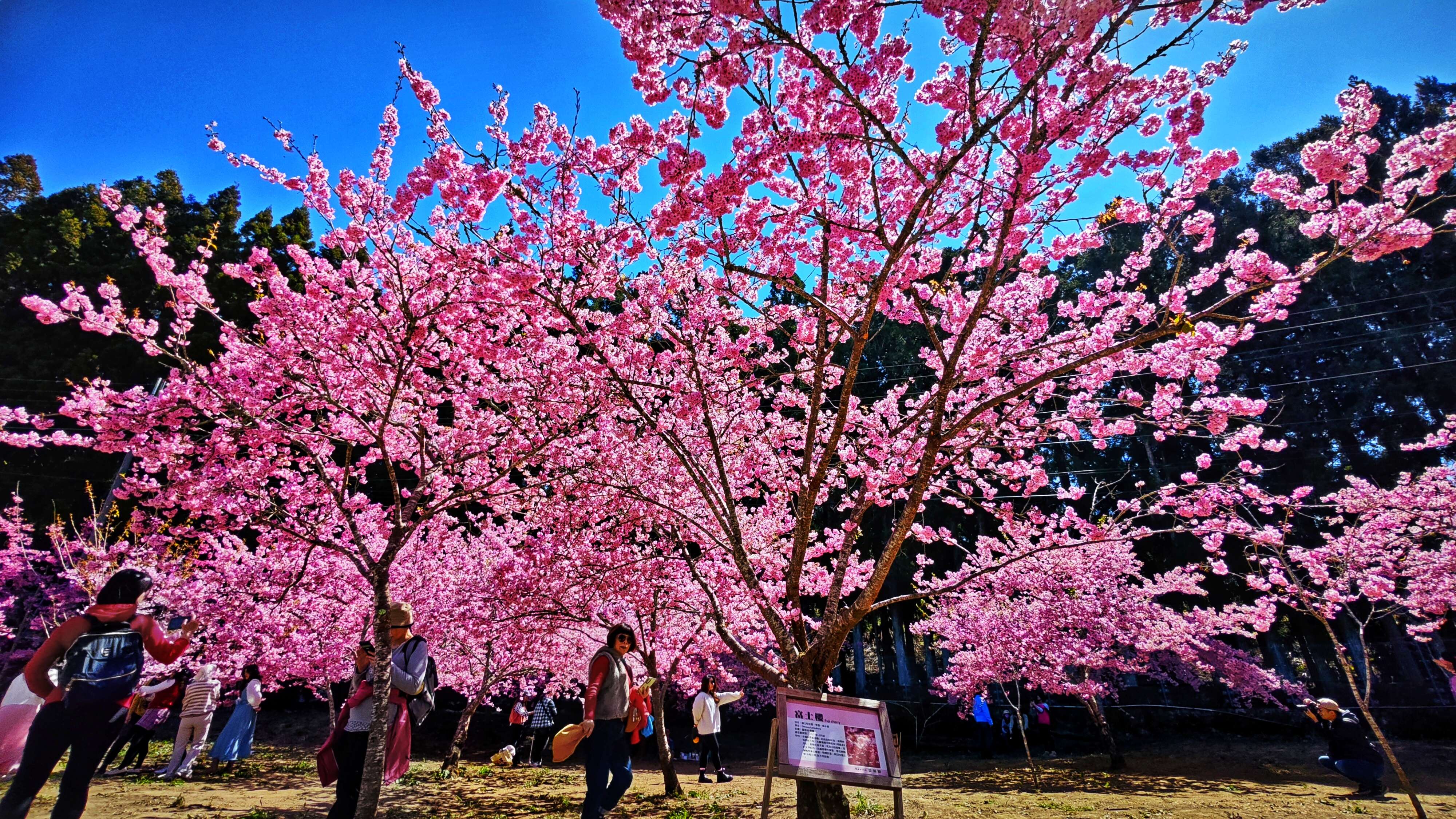 千桜園