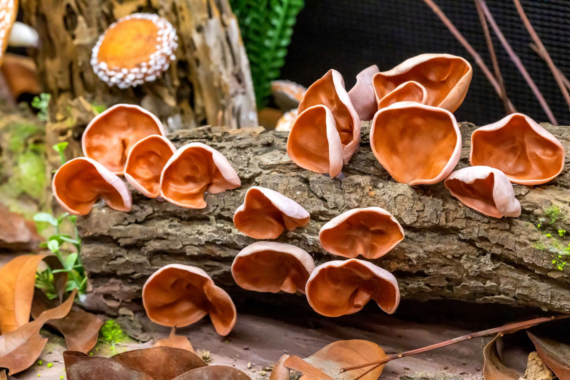 Wufeng Mushroom Museum