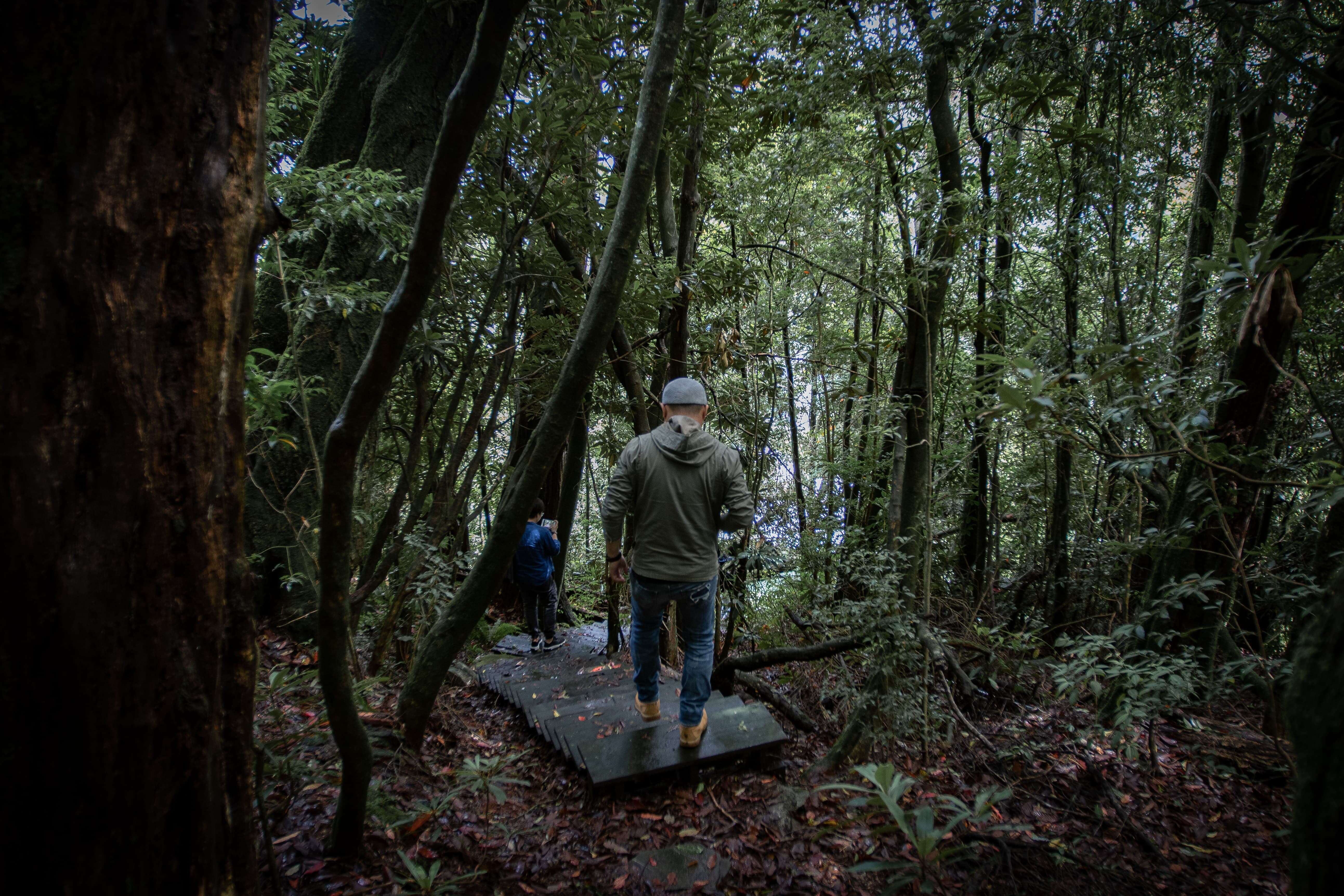 新佳陽黑森林步道