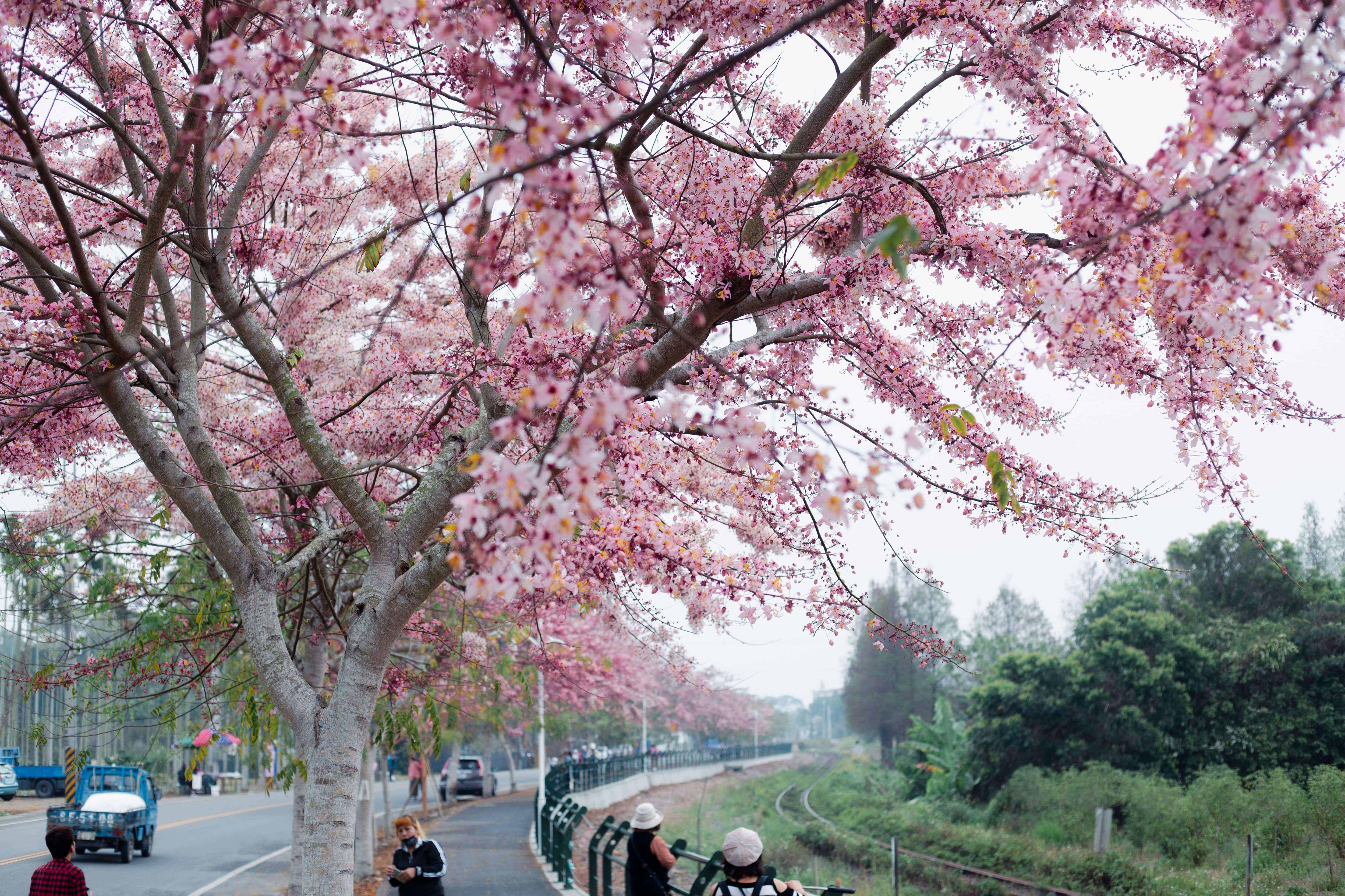 二水自行車道花旗木