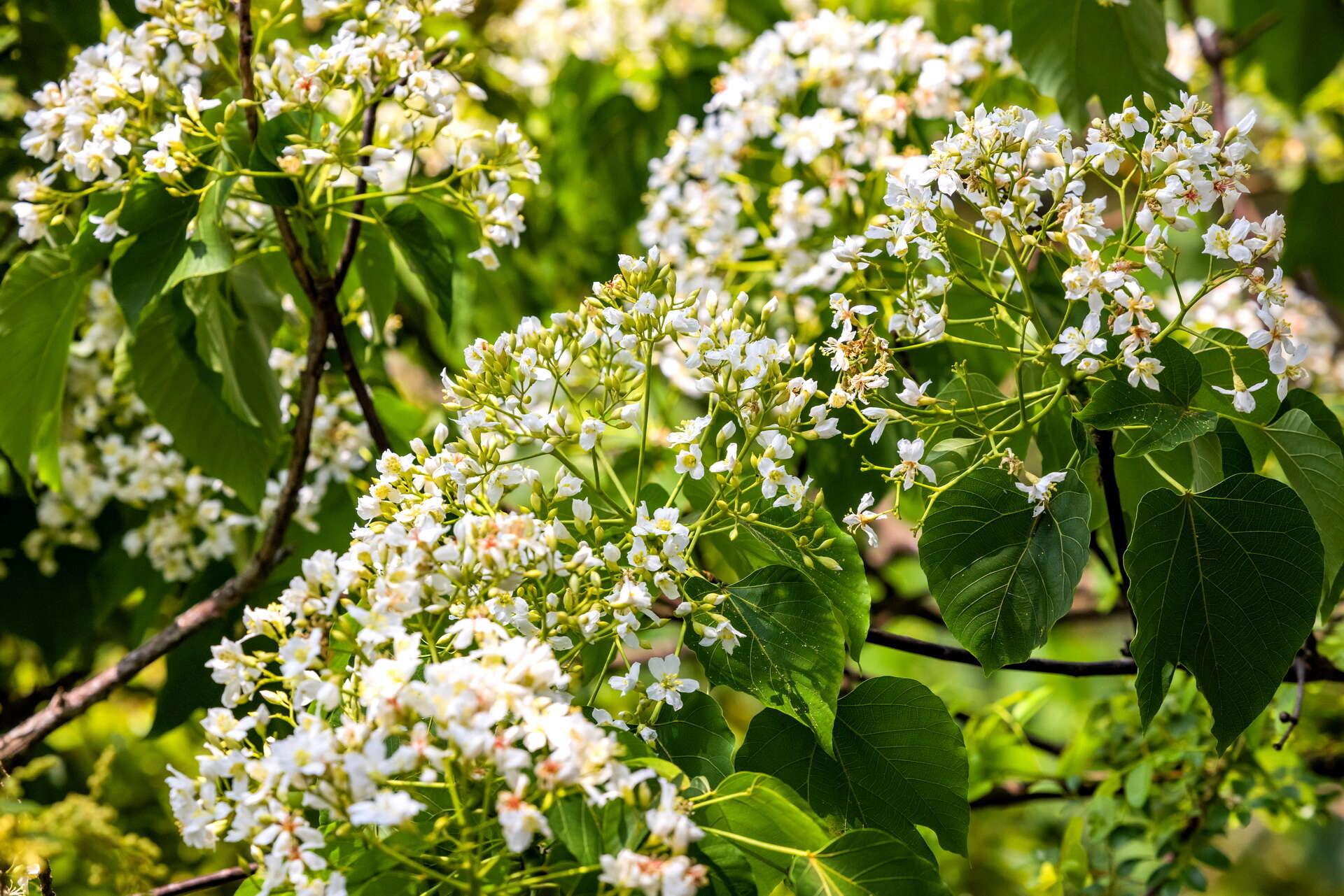 八卦山脈スカイライン139号線