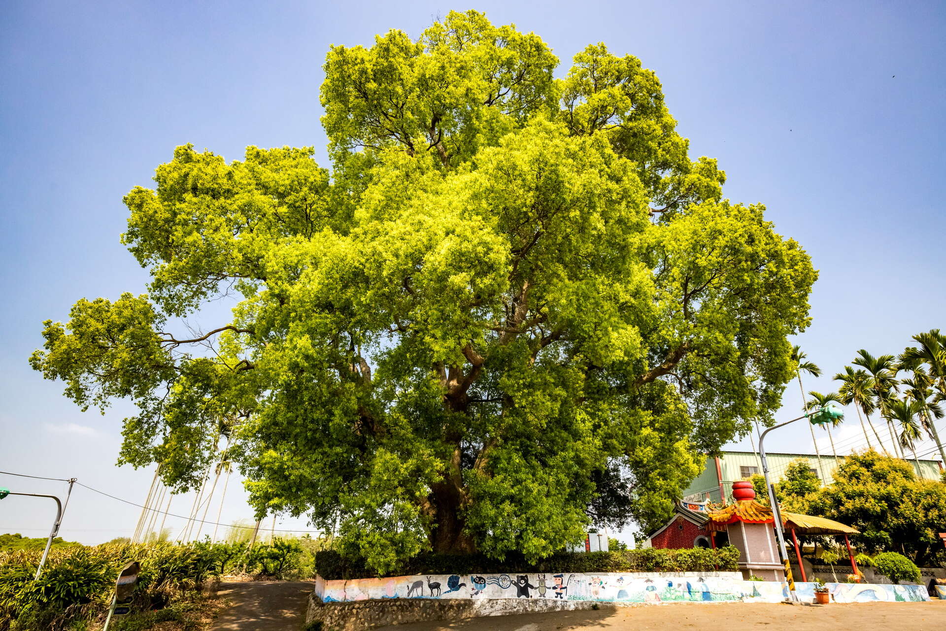 老樟母女樹大樹