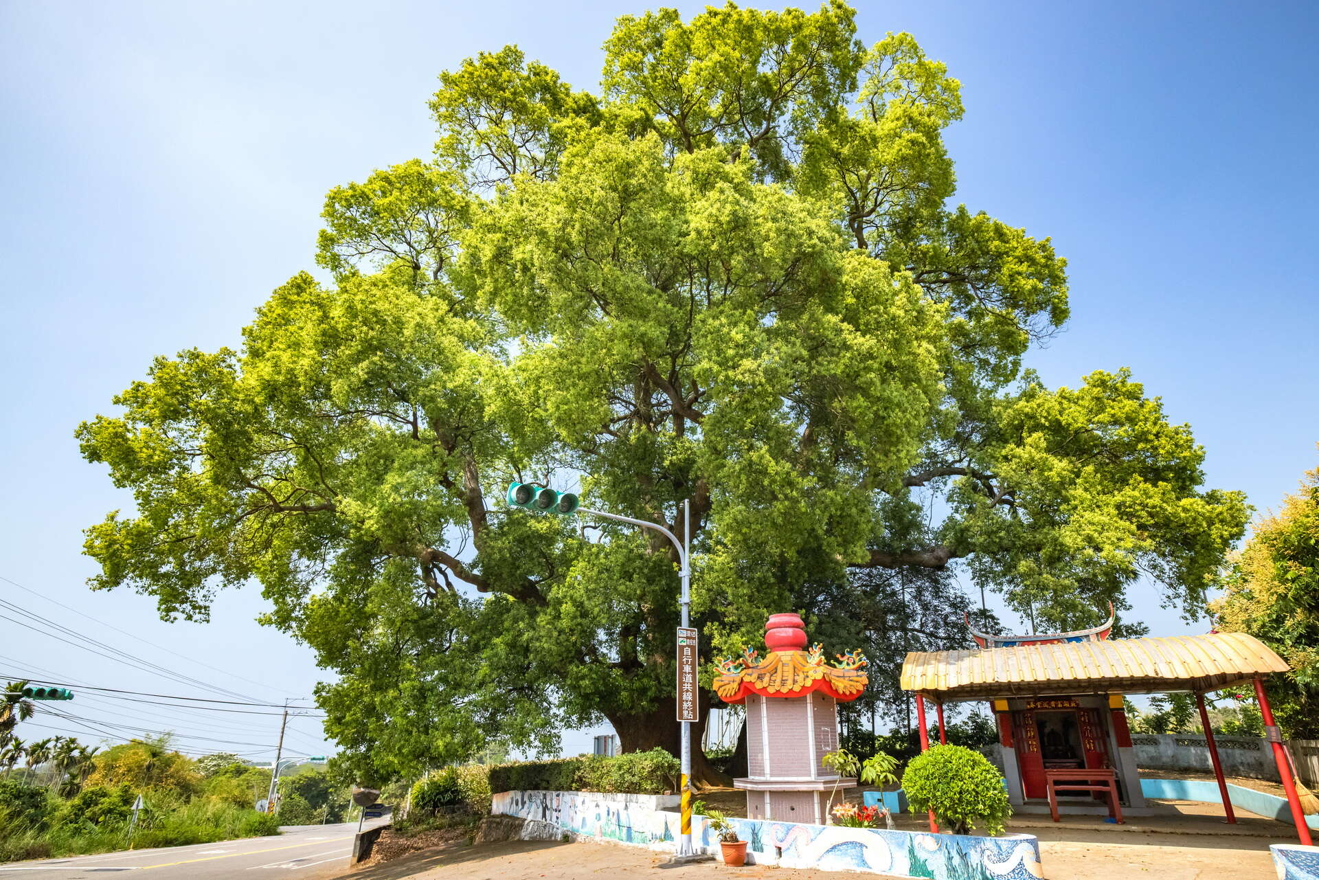 Old Mother-Daughter Camphor Trees