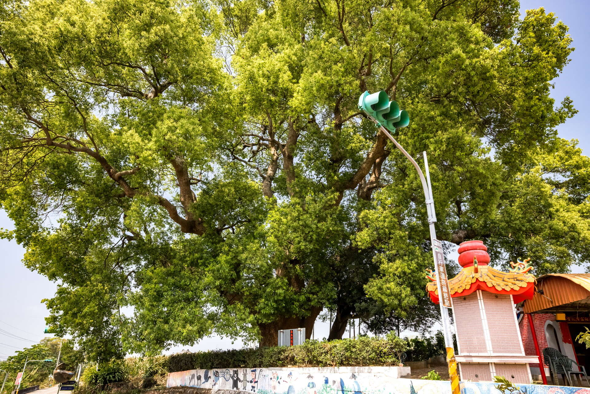 Old Mother-Daughter Camphor Trees