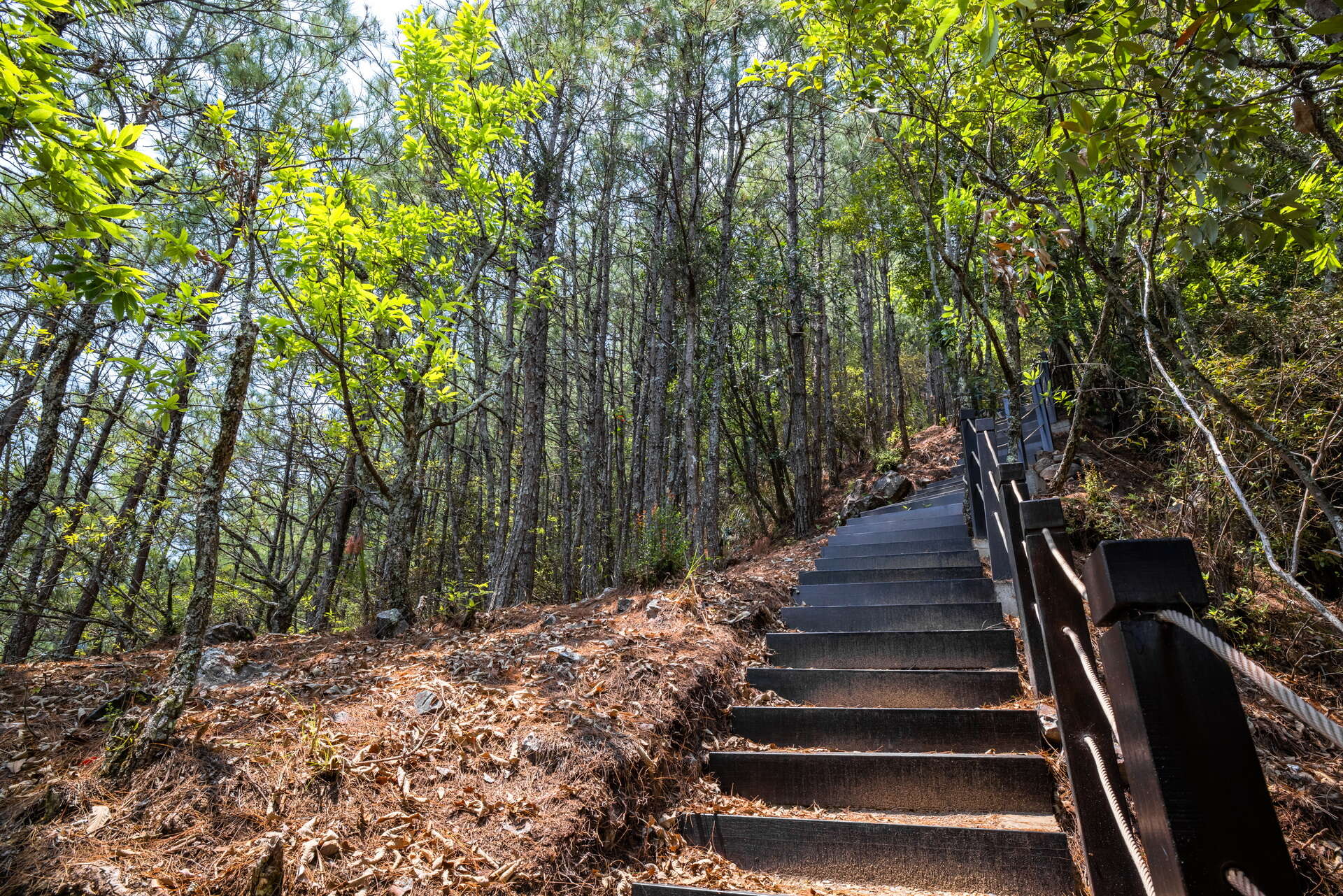 環山部落-獵人步道-竹林