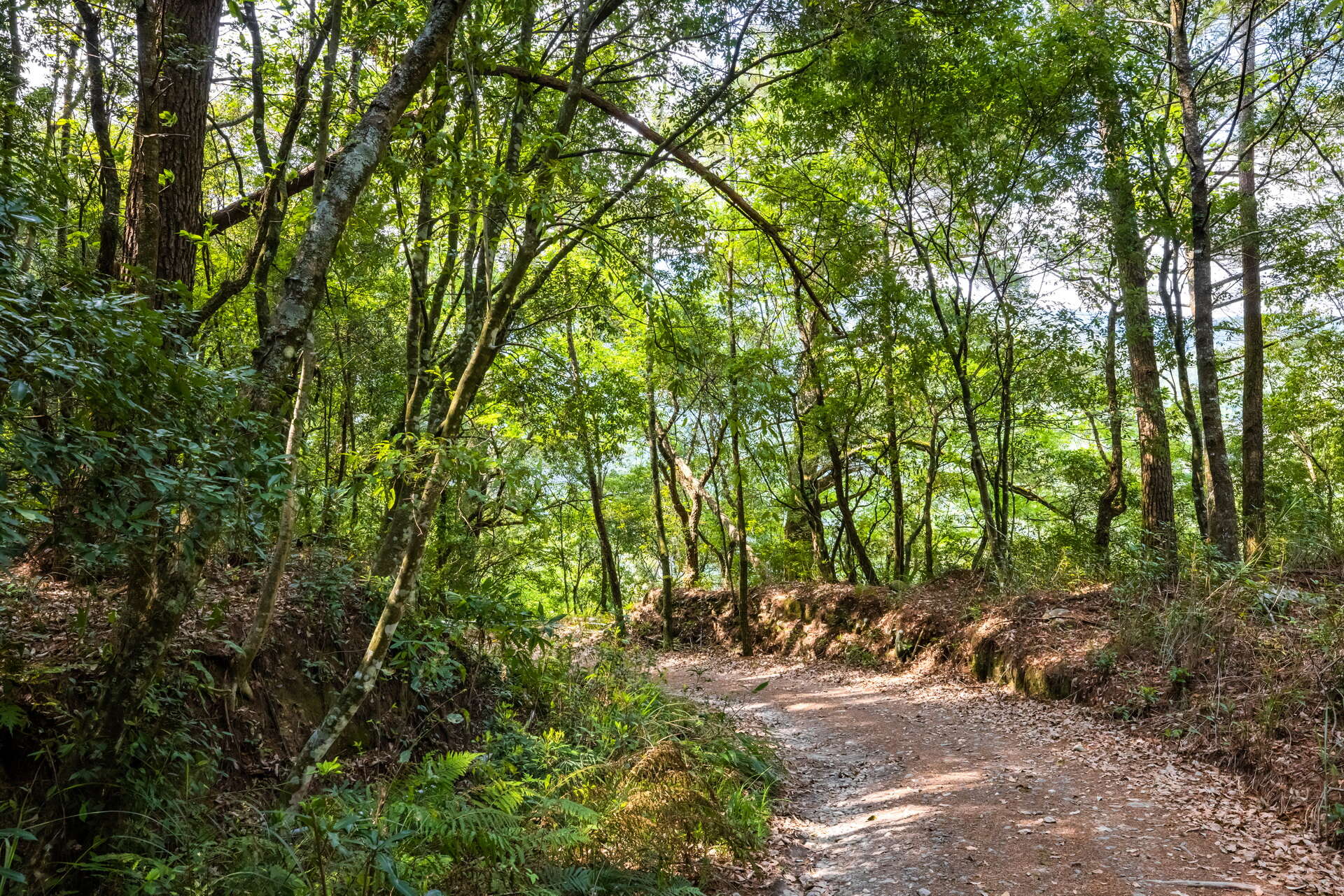 松茂部落-蒐鹿步道(松茂林道)風貌
