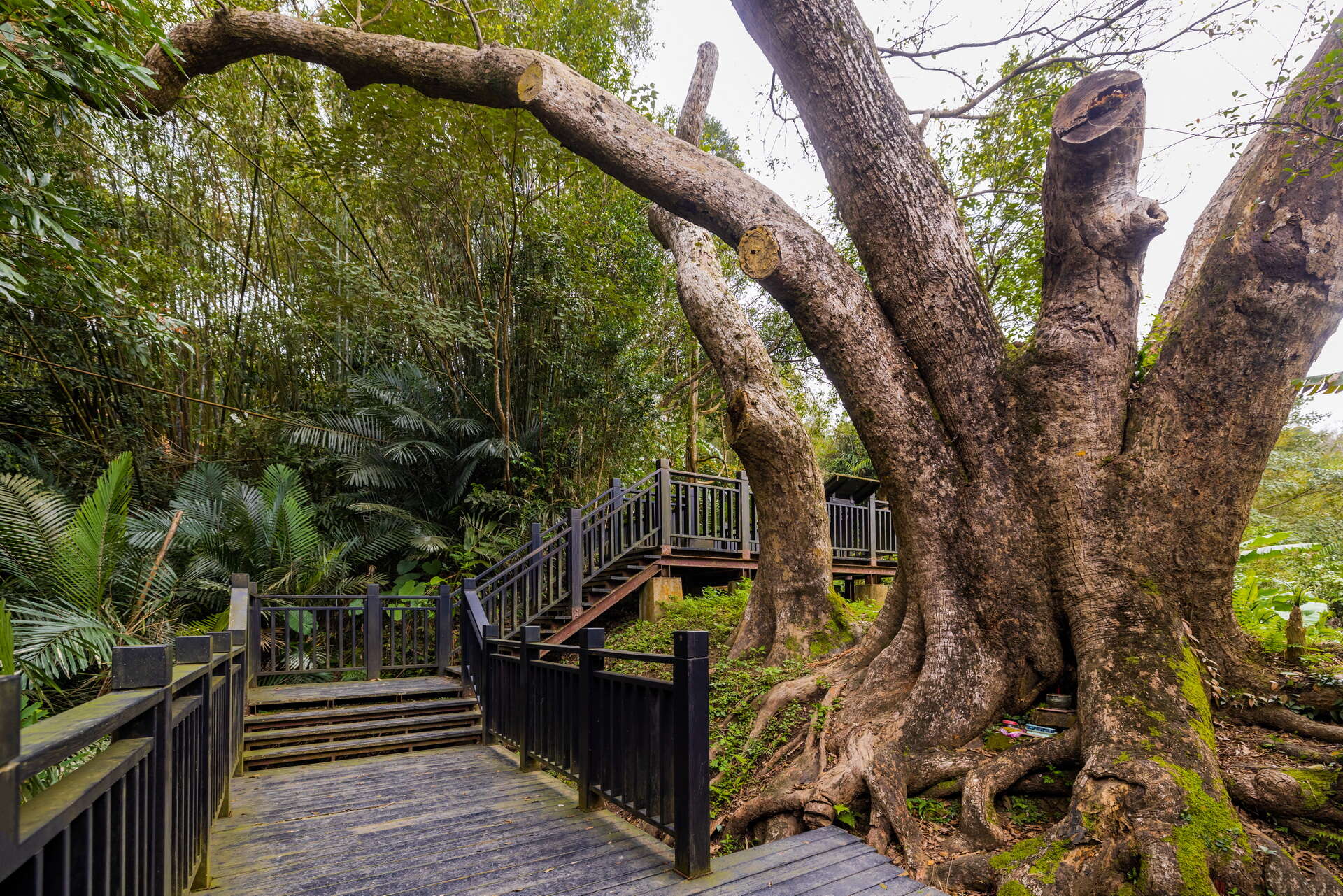 六寮古道-雙根樹木