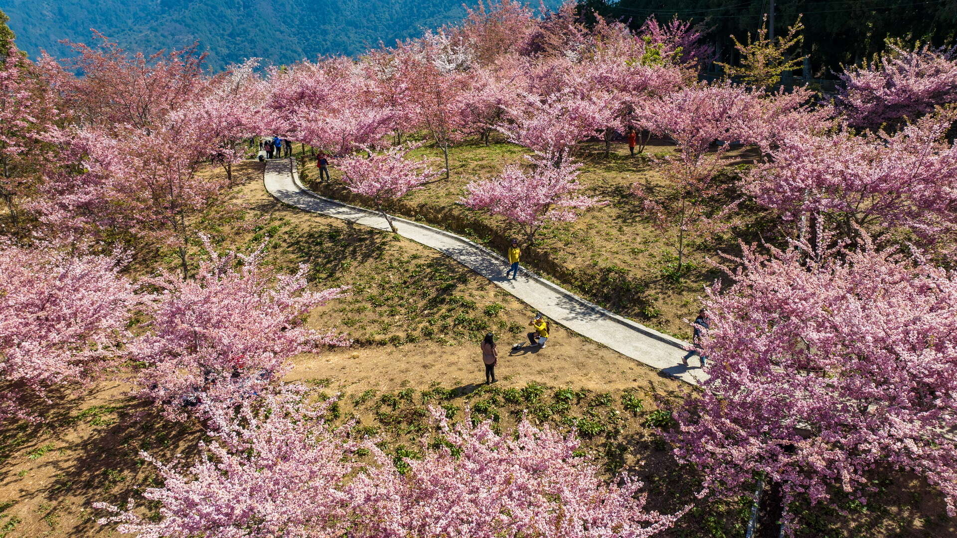 6.梨山櫻花盛開,漫步花海感受高山春意