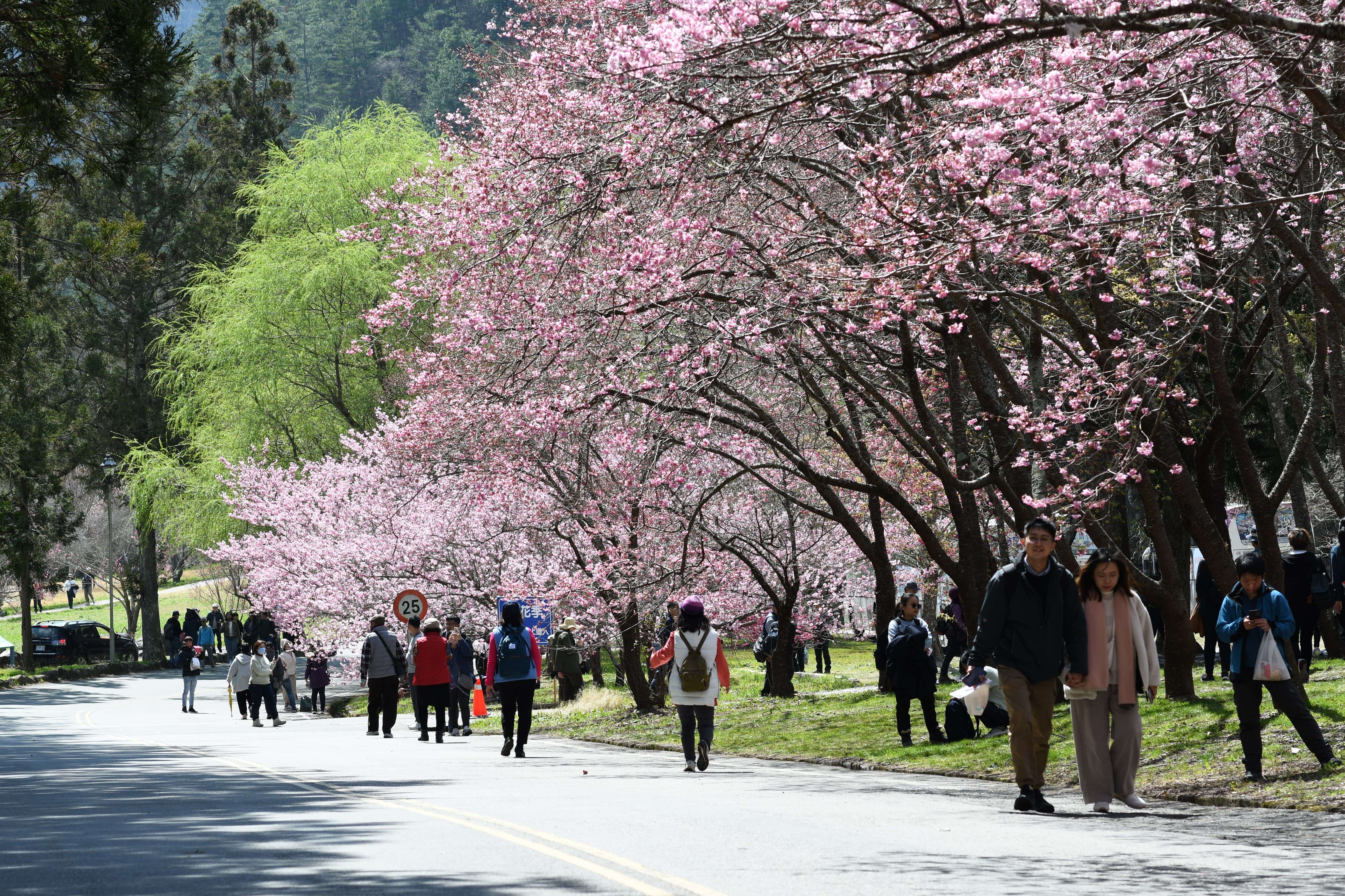 武陵農場櫻花季人潮