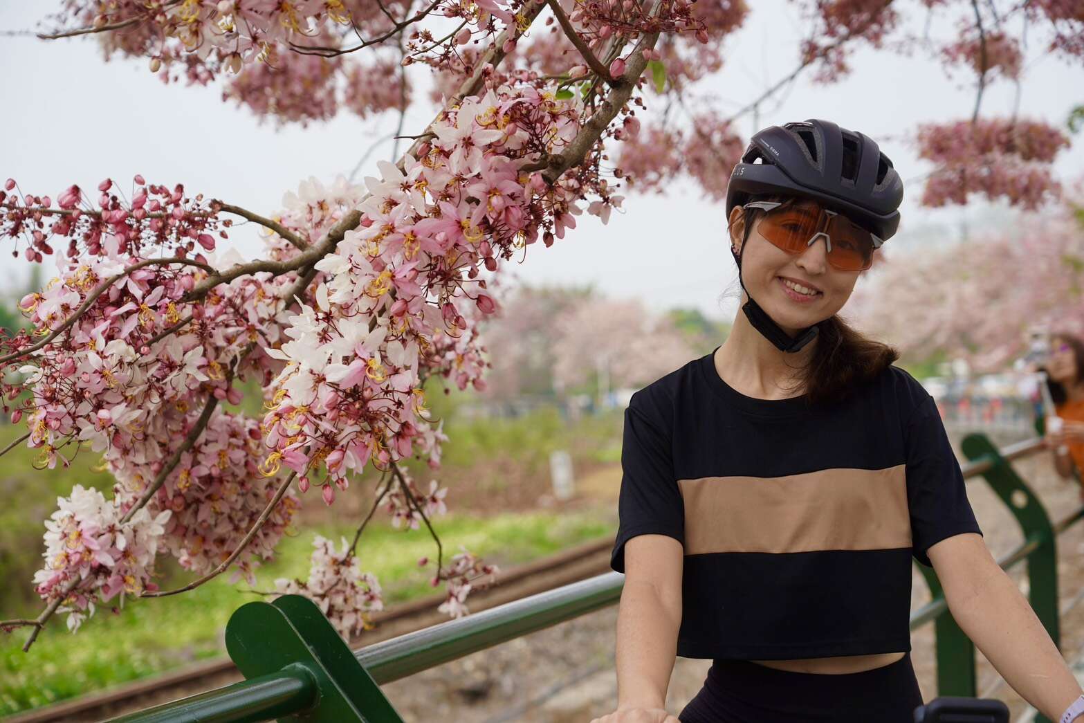 6.二水花旗木吸引民眾駐足拍照