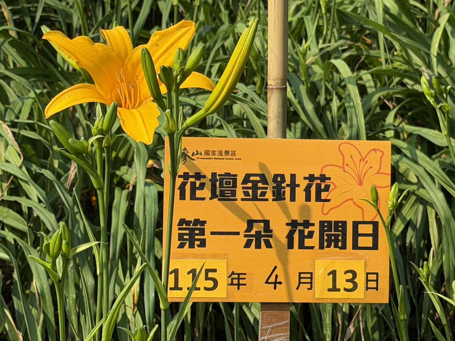 3.4月13日首花綻放16朵,預告花海盛況將至