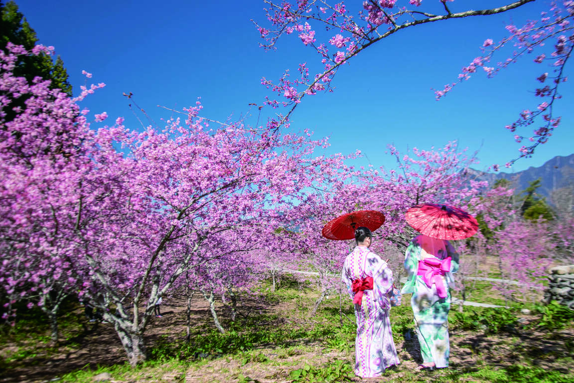 2月千櫻園賞櫻