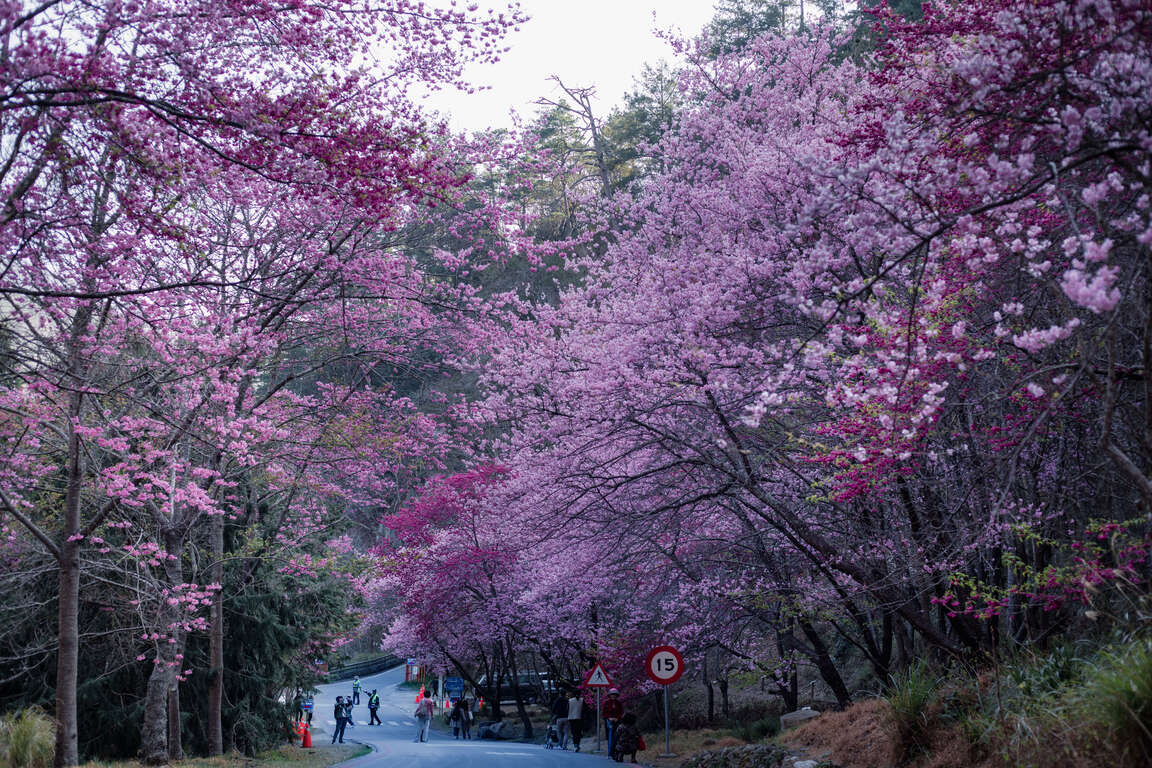 武陵櫻花