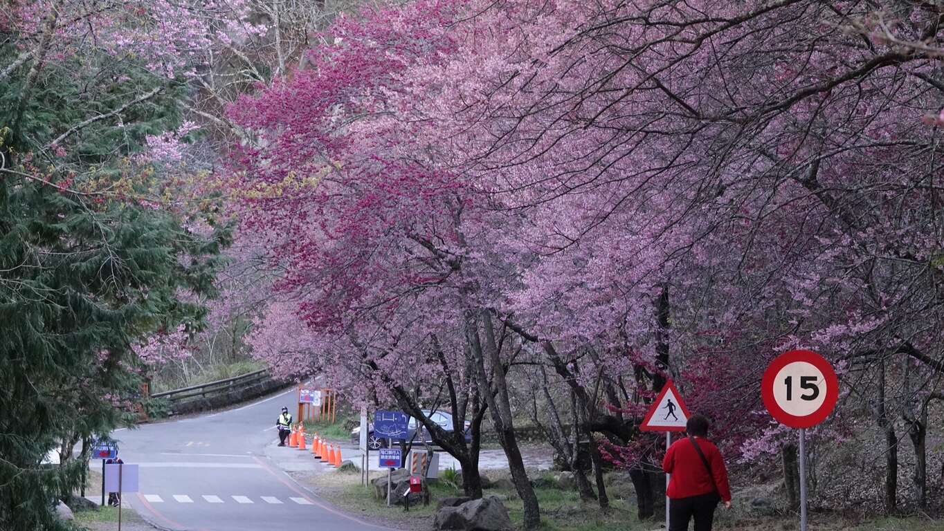 旅客在地接駁服務櫻花道路