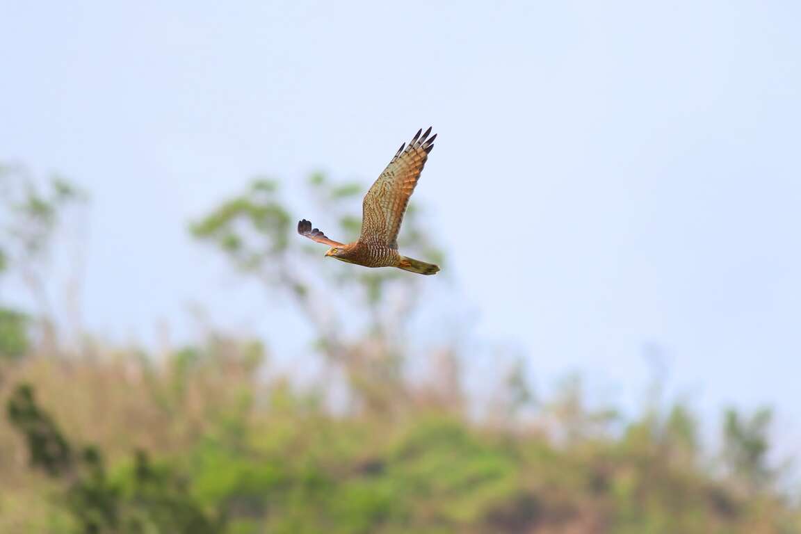 灰面鵟鷹飛翔