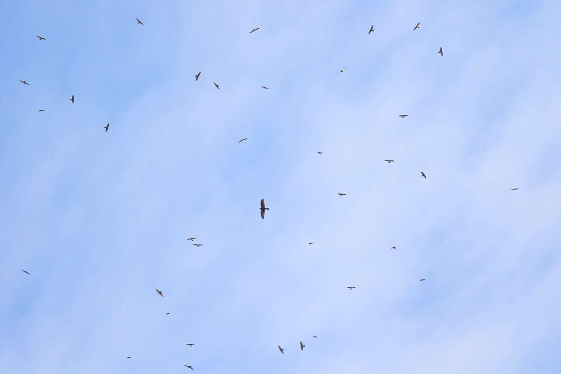 灰面鵟鷹天空翱翔