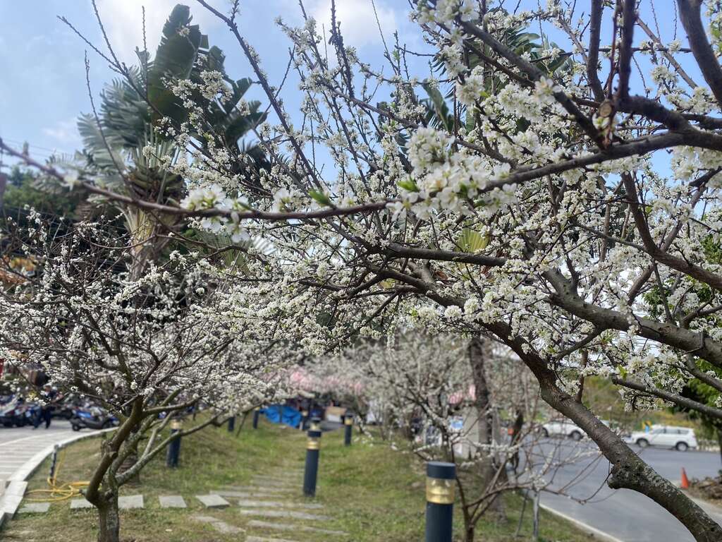 三月の彰化はコガネノウゼン、スモモが満開 「八卦山管轄区」へぜひ