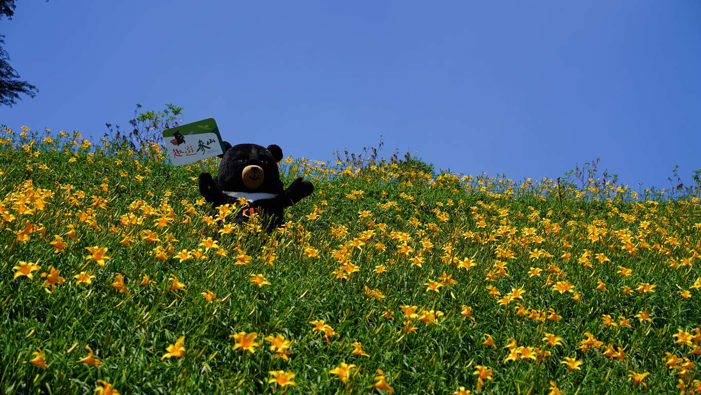 彰化虎山巖金針花喔熊