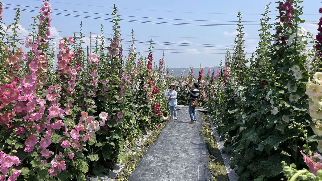 二水花旗木花園