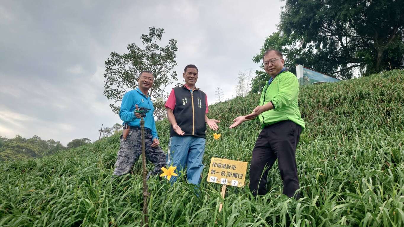 虎山巖金針花宣傳人物