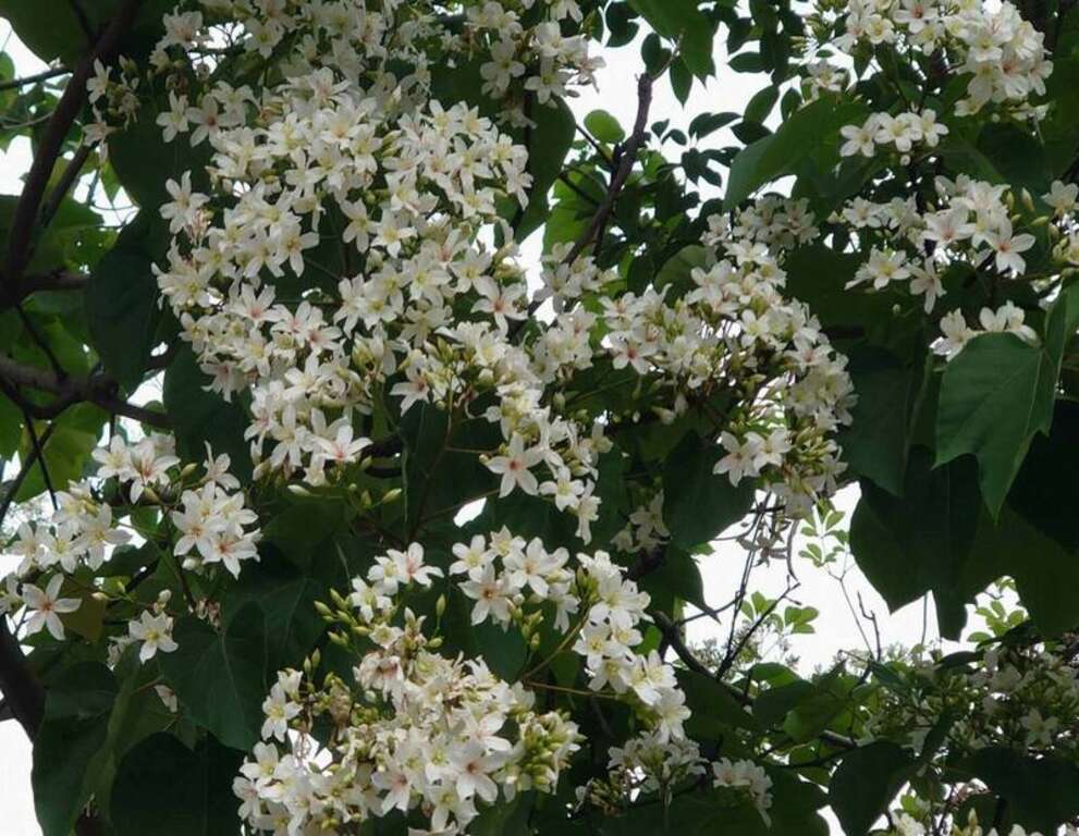 彰化市福田社區桐花開約7成，滿滿的桐花掛在枝頭上，有如鋪上白雪。（圖由米諾斯提供）