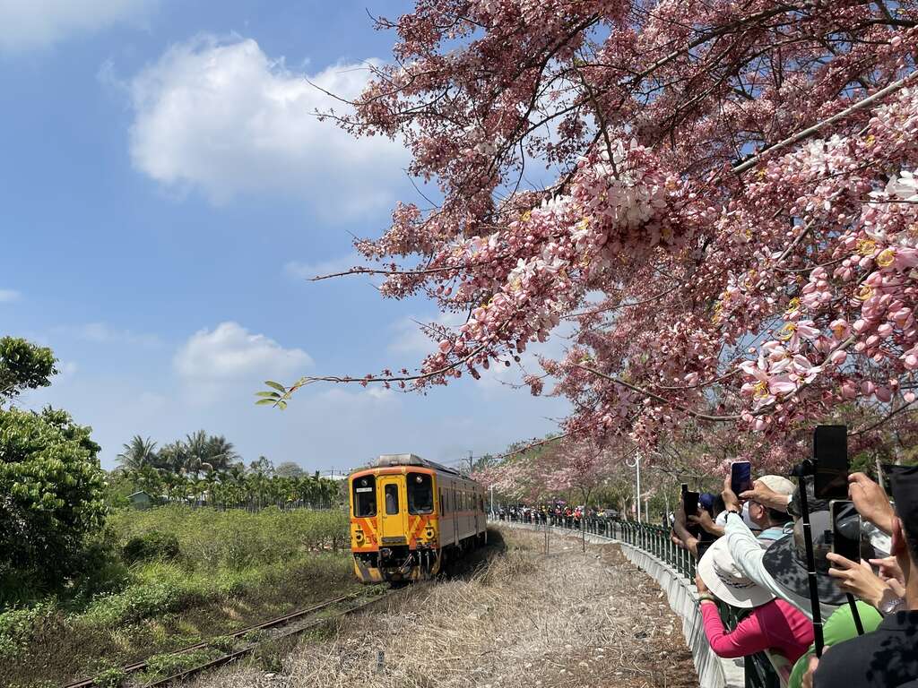 二水源泉派出所前的花旗木