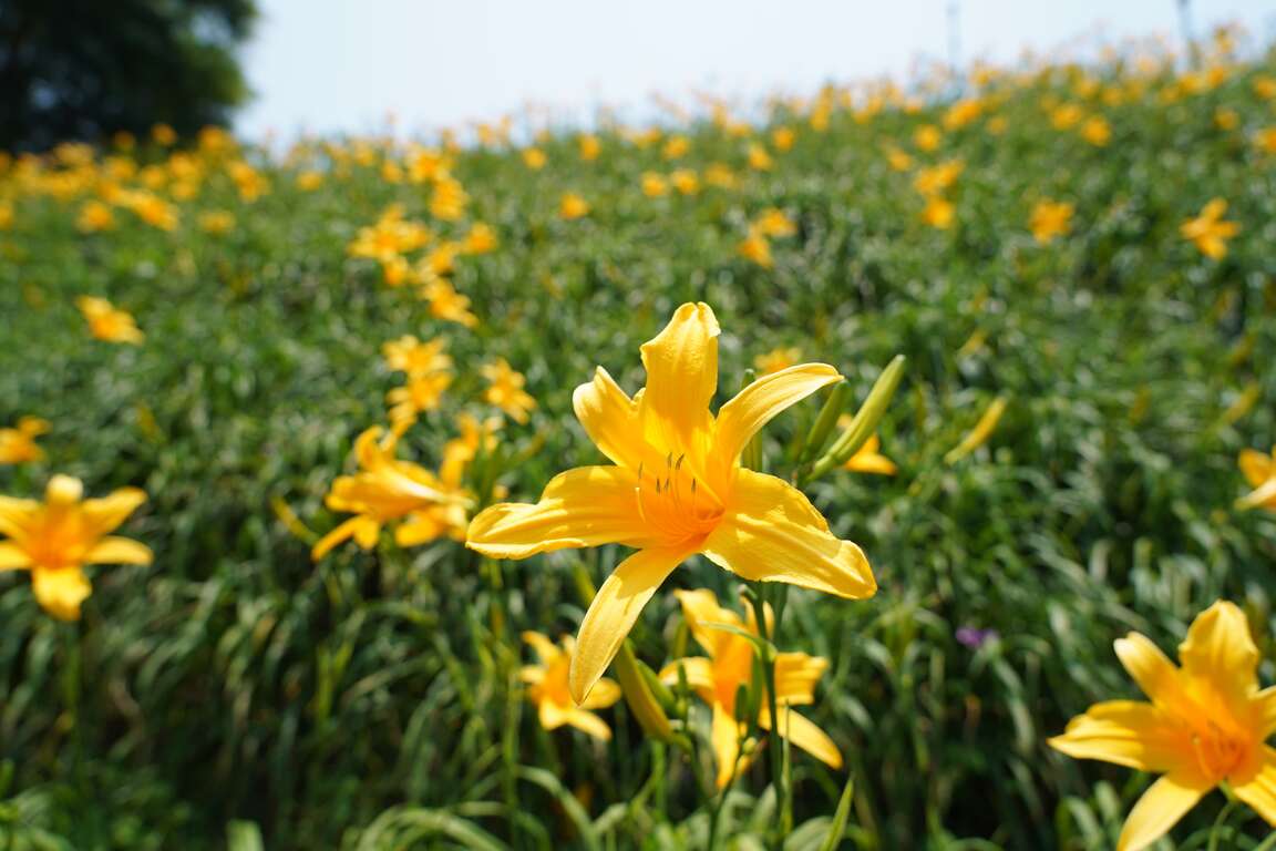 花壇虎山巖金針花近拍