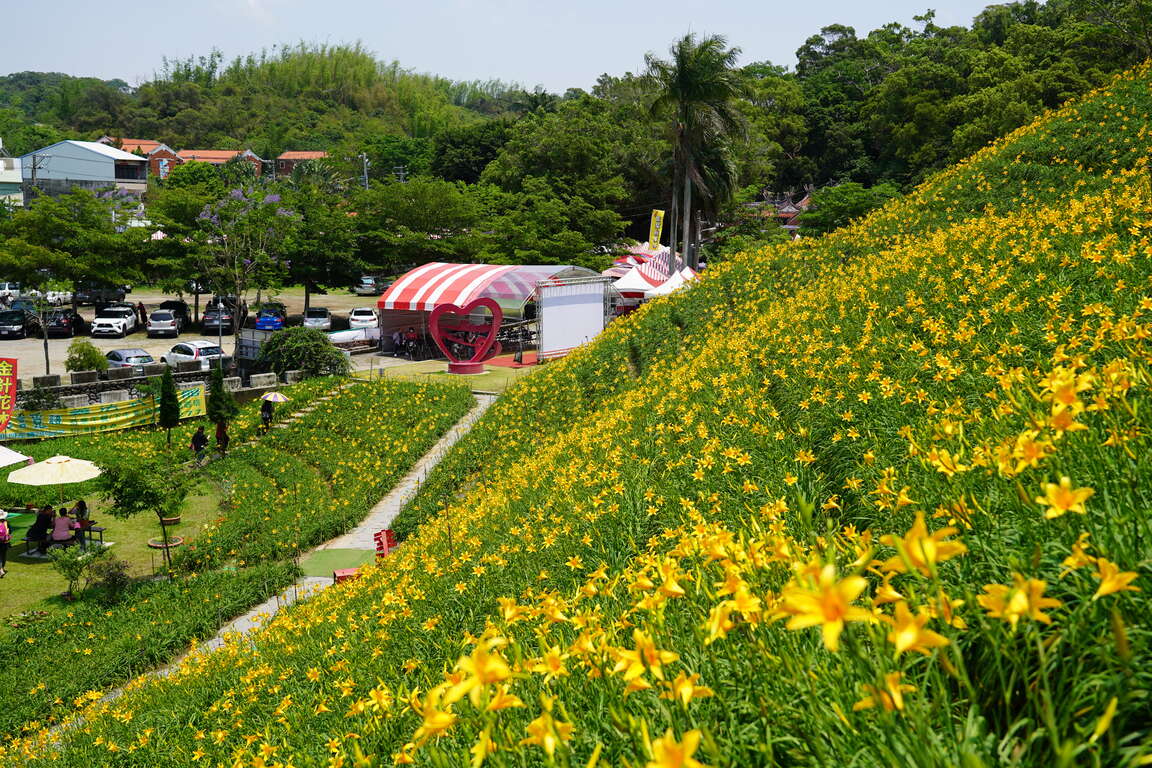 花壇虎山巖金針花山坡