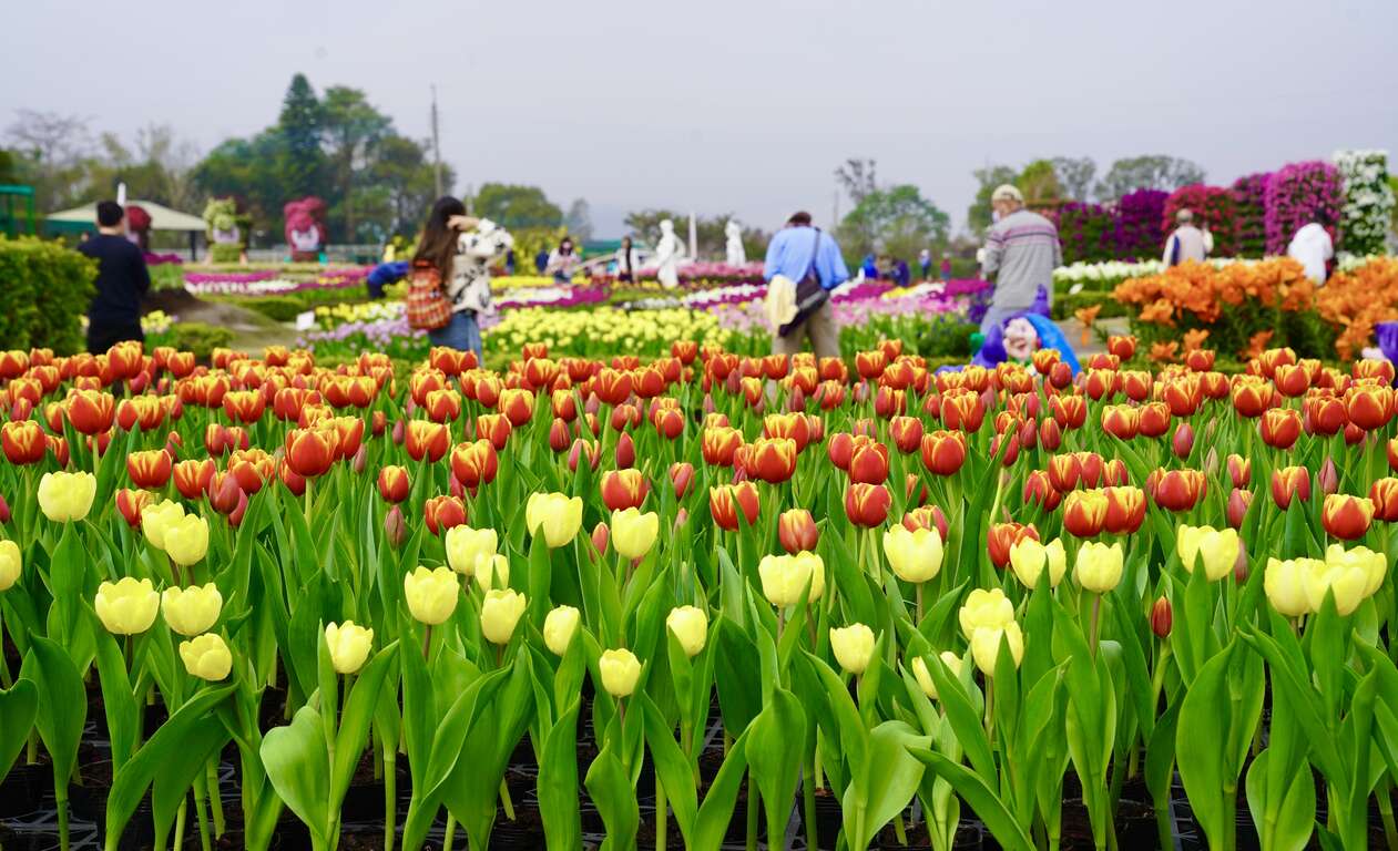 中社花市花海 臺中市政府觀光旅遊局提供