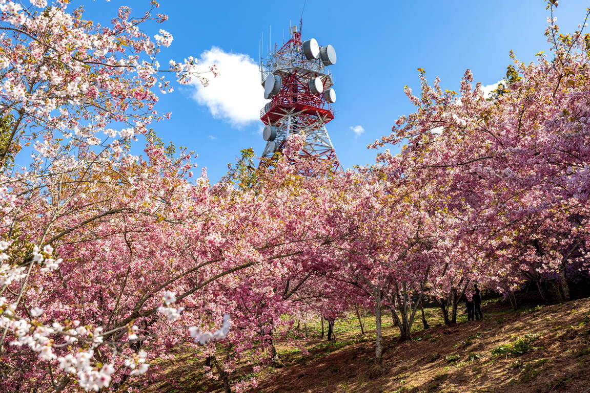 福壽山農場景觀