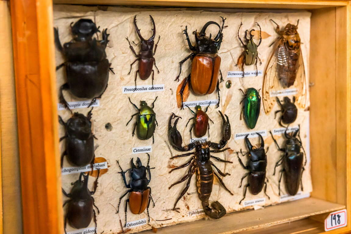 清水岩生態展示センター獨角仙