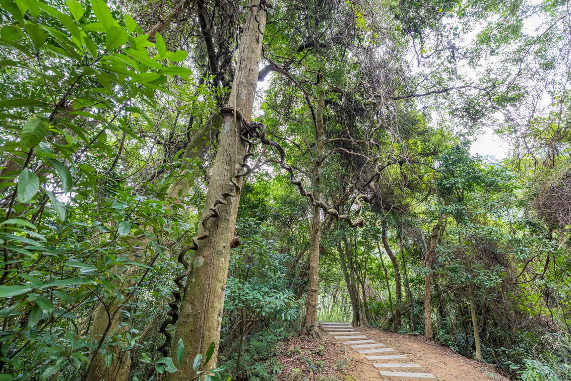 藤坪歩道樹幹
