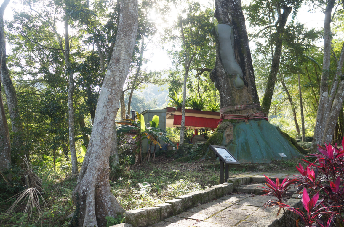 Erliao Sacred Tree景色