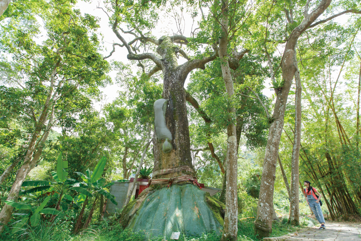 Erliao Sacred Tree樹木