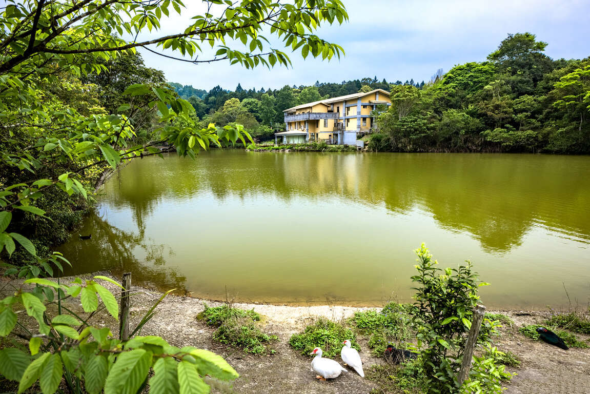 向天湖天鵝