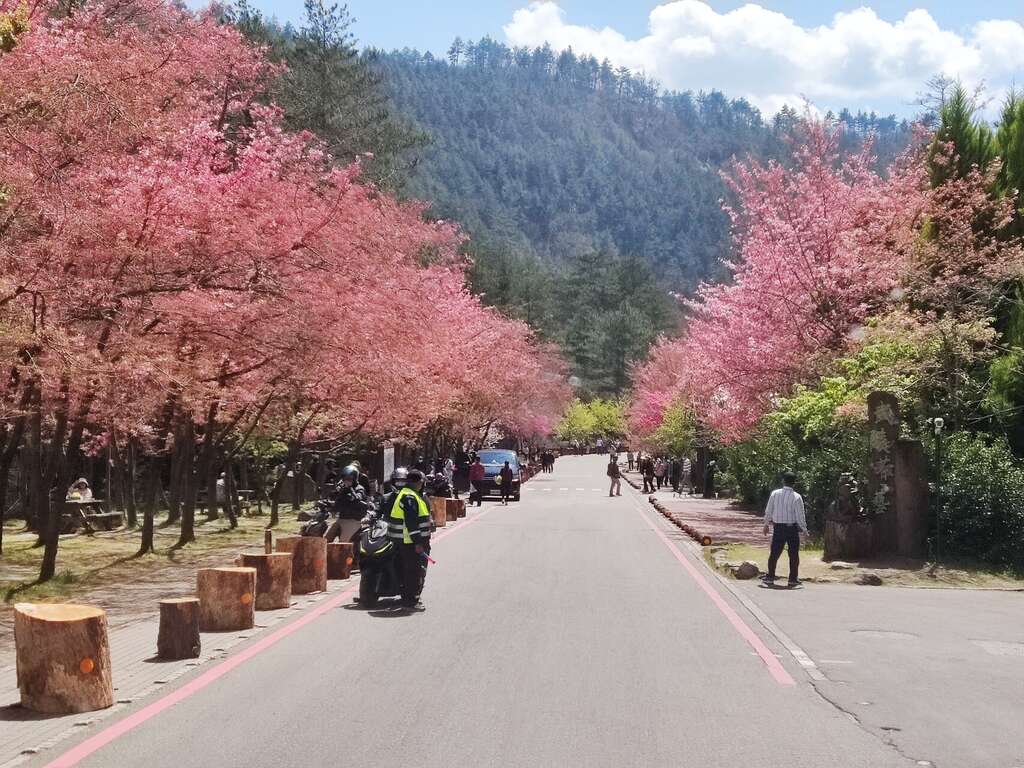武陵農場櫻花