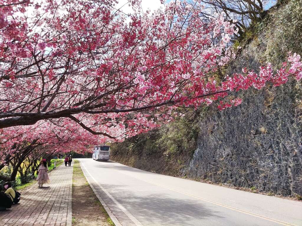 武陵農場櫻花盛開