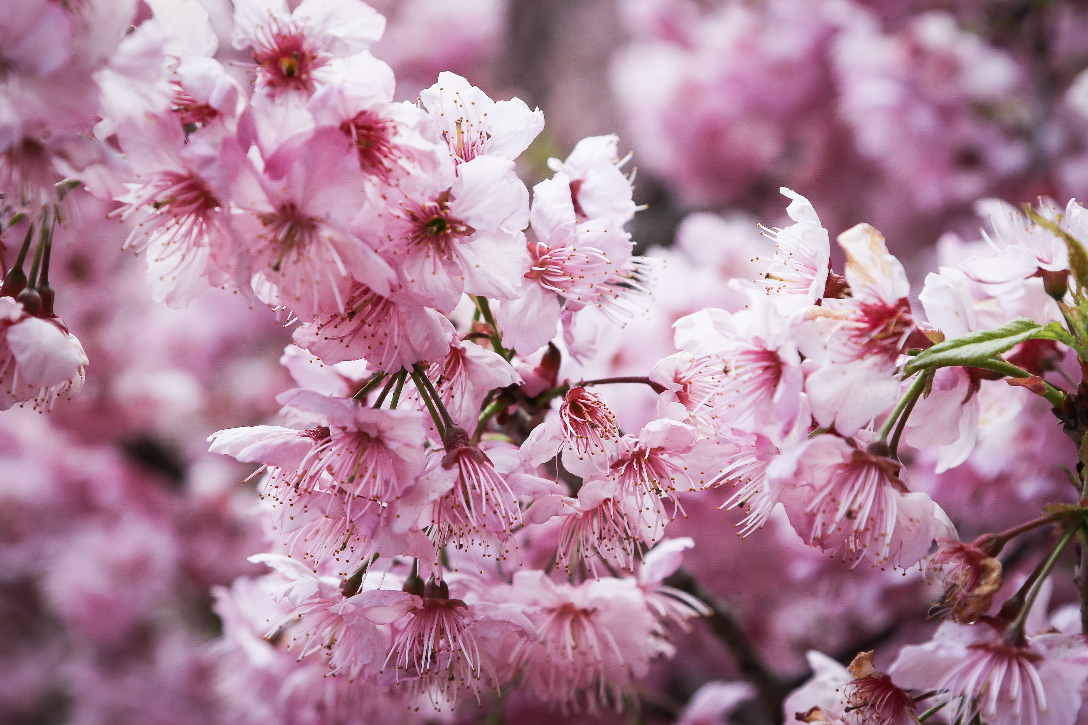 2025雲端上的婚禮花瓣