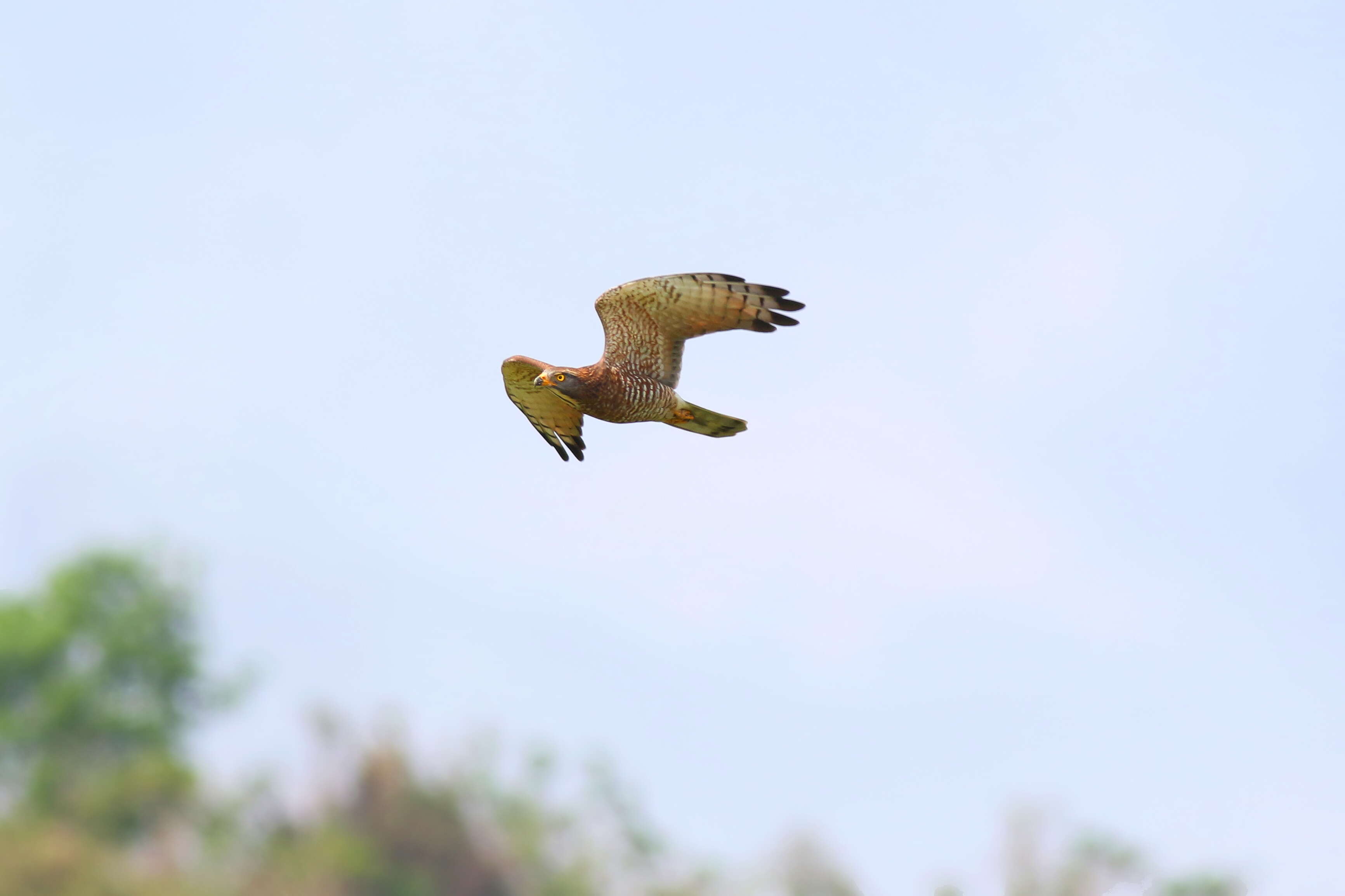 鳥類